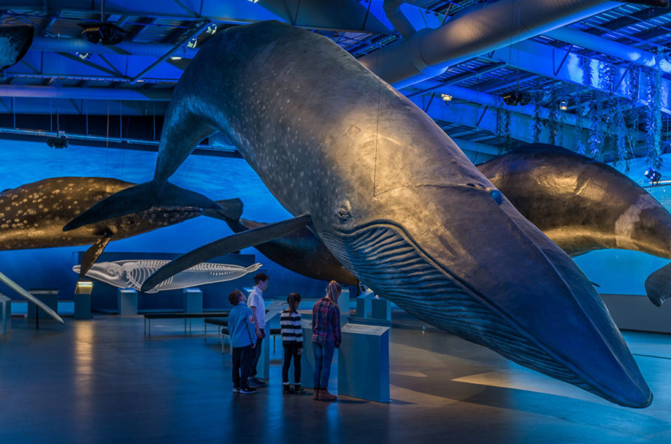 Ballenas de Islandia.