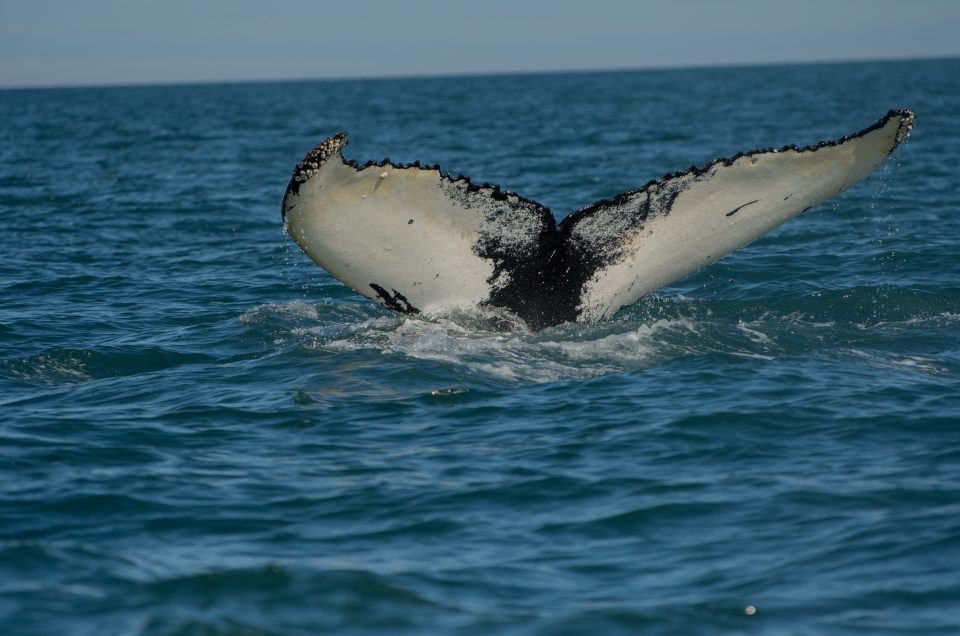 Avistamiento de ballenas en Akureyri