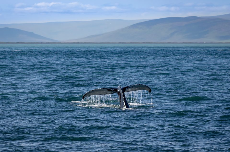 Islandia en Agosto
